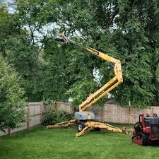 Best Tree Preservation Services  in Albany, IN